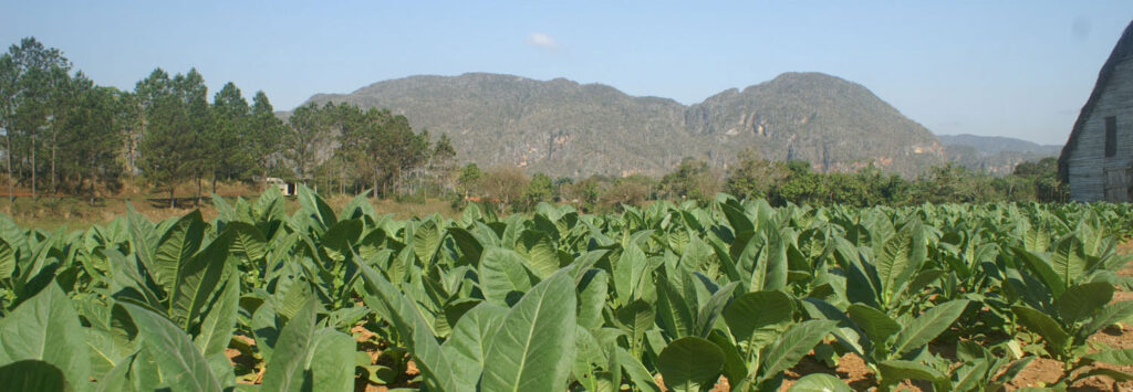 Fachada_de_humo_2